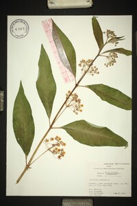 Asclepias exaltata image