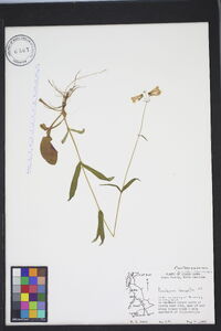 Penstemon laevigatus image