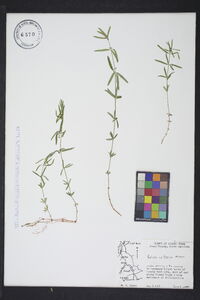 Galium uniflorum image