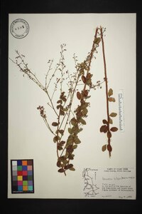 Desmodium ciliare image