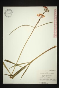 Asclepias lanceolata image