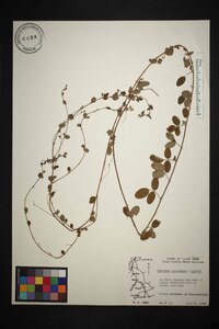 Lespedeza procumbens image