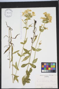 Phlox paniculata image