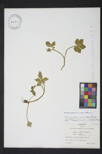 Ranunculus recurvatus var. recurvatus image