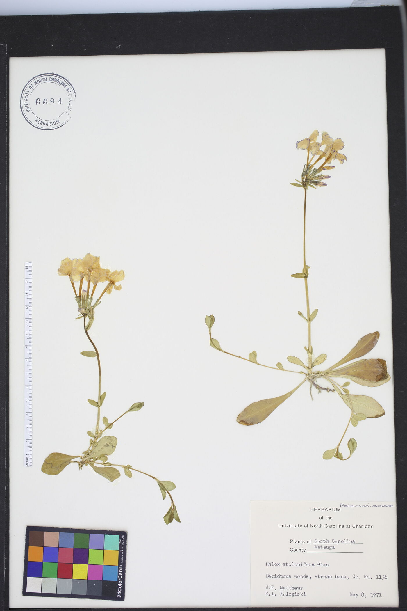 Phlox stolonifera image