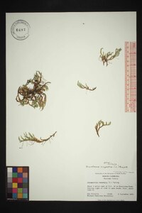 Selaginella rupestris image