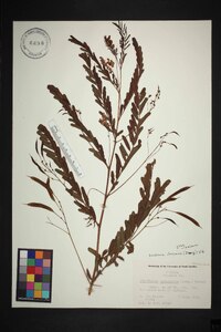 Sesbania vesicaria image