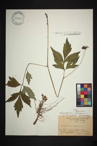 Hydrophyllum virginianum var. virginianum image