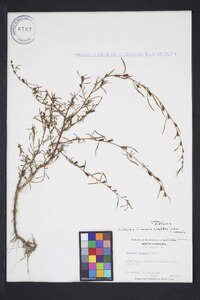 Ludwigia linearis var. linearis image