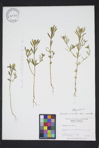 Polygala cruciata var. cruciata image