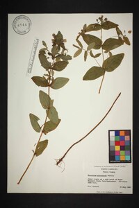 Hypericum graveolens image