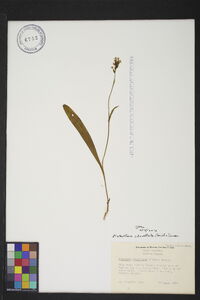 Platanthera clavellata image