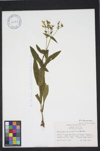 Penstemon canescens image