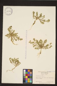 Scleranthus annuus subsp. annuus image