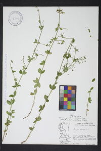 Galium pilosum var. puncticulosum image