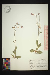 Erigeron quercifolius image