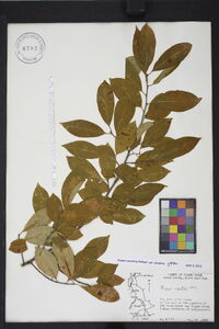 Prunus serotina var. serotina image