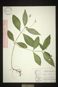 Justicia ovata image