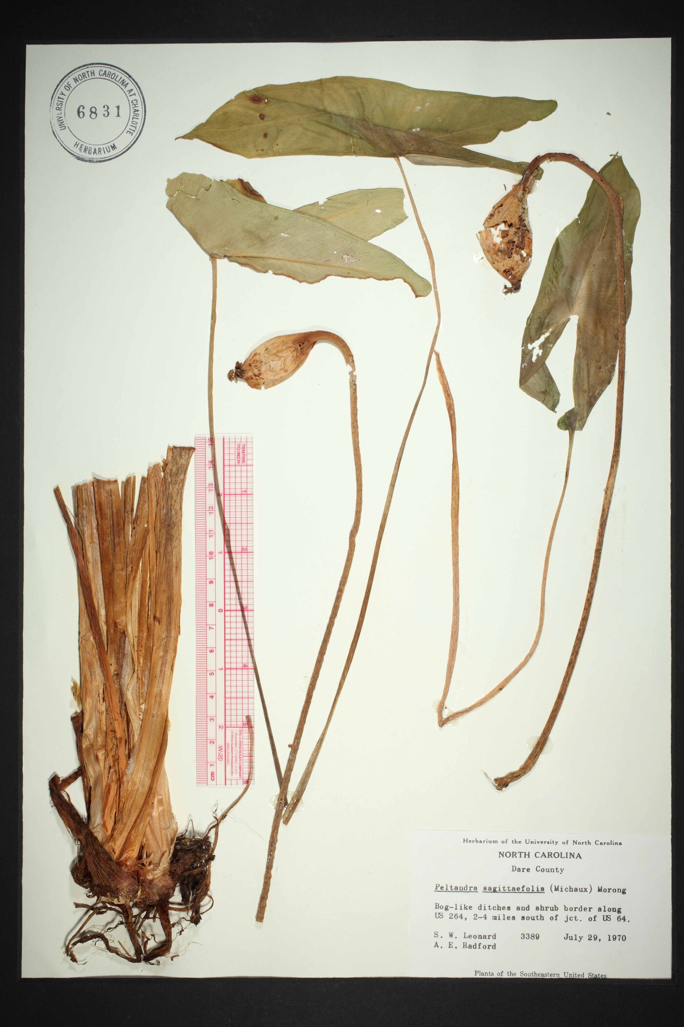 Peltandra sagittifolia image