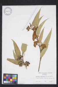 Eucalyptus sideroxylon image