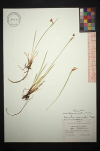 Sisyrinchium mucronatum image