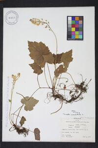 Tiarella cordifolia image