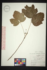 Toxicodendron pubescens image