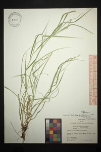 Carex tribuloides var. sangamonensis image