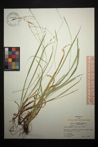 Carex oxylepis image