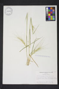 Elymus elymoides subsp. elymoides image