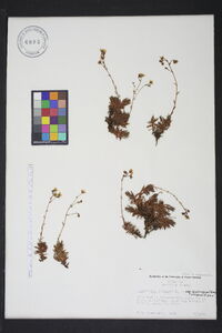 Saxifraga bronchialis subsp. austromontana image