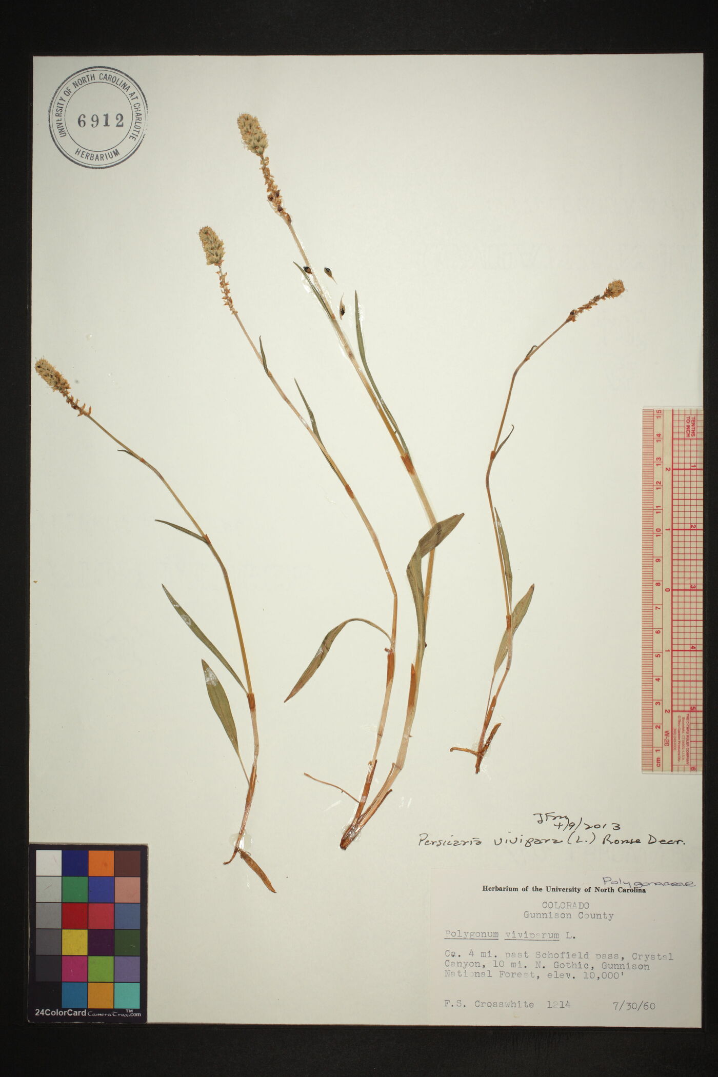 Polygonum viviparum image