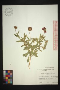 Gaillardia pulchella var. pulchella image