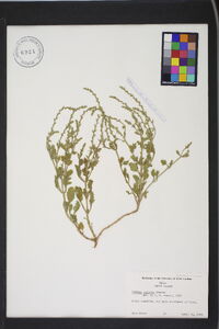 Verbena plicata image