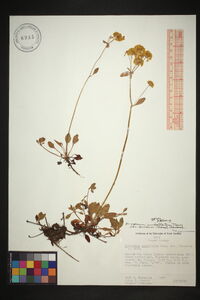 Eriogonum umbellatum var. aureum image