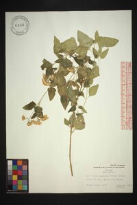 Ageratina herbacea image