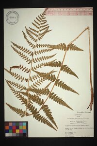 Dryopteris ludoviciana image