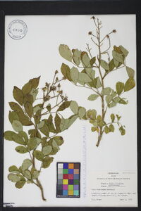 Rosa bracteata image