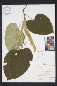 Tilia heterophylla image