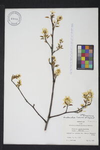 Amelanchier laevis image