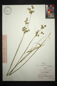 Juncus scirpoides var. scirpoides image