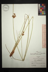 Juncus effusus var. solutus image