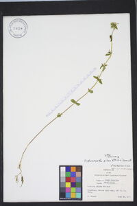 Sophronanthe pilosa image