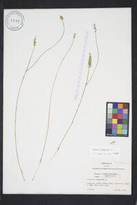 Polygala incarnata image