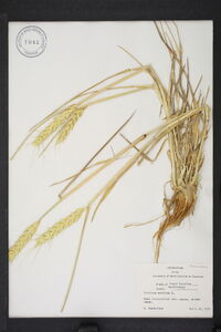 Triticum aestivum image