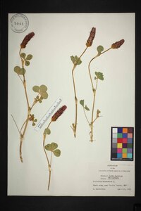 Trifolium incarnatum image