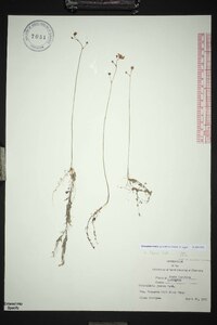 Utricularia striata image