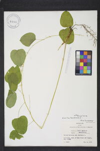 Smilax herbacea image