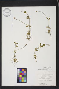 Phyla nodiflora image