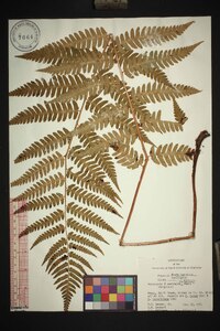 Dryopteris australis image